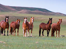 Wild Horse Ranch Wyoming