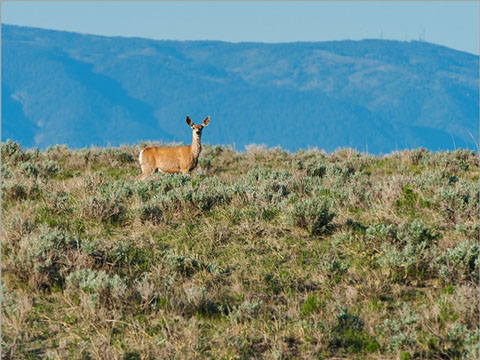 BB BROOKS RANCH | Big Wyoming Land