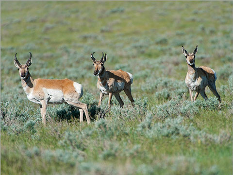 BB BROOKS RANCH | Big Wyoming Land