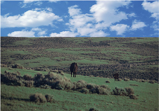 BB BROOKS RANCH | Big Wyoming Land