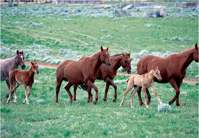 BB BROOKS RANCH | Big Wyoming Land